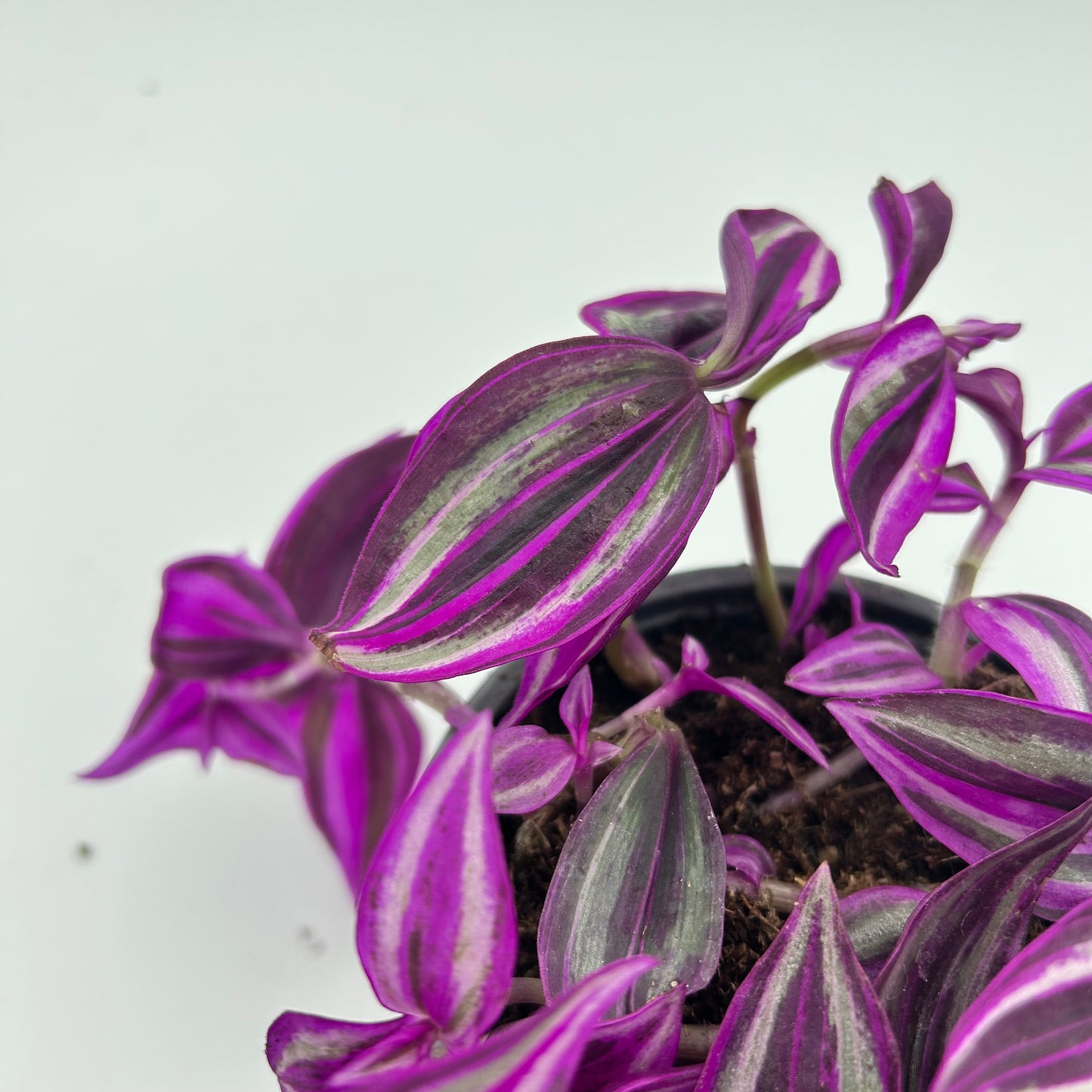 Tradescantia Zebrina ‘Pink Paradise’