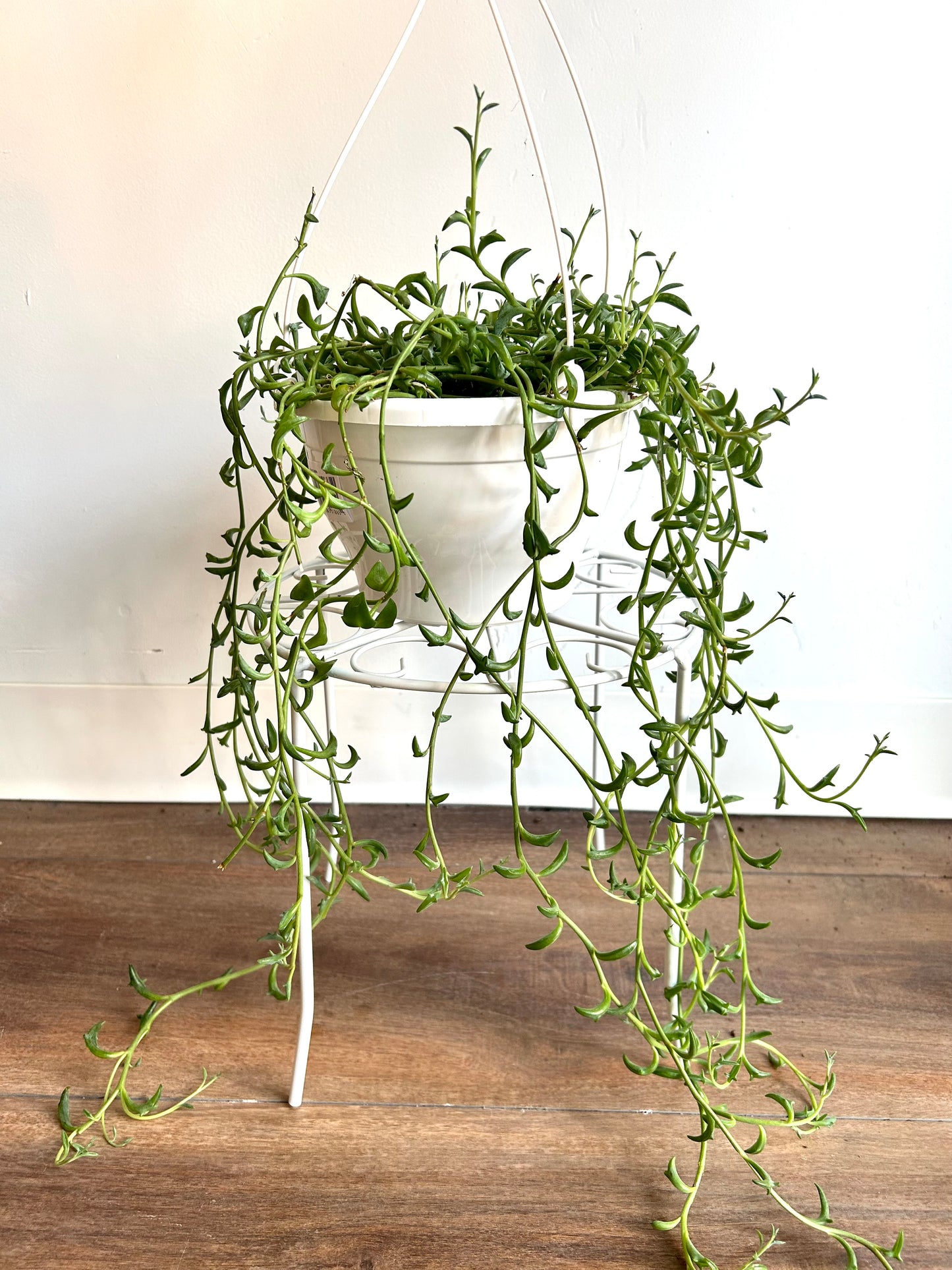 String of Dolphins (Senecio peregrinus)