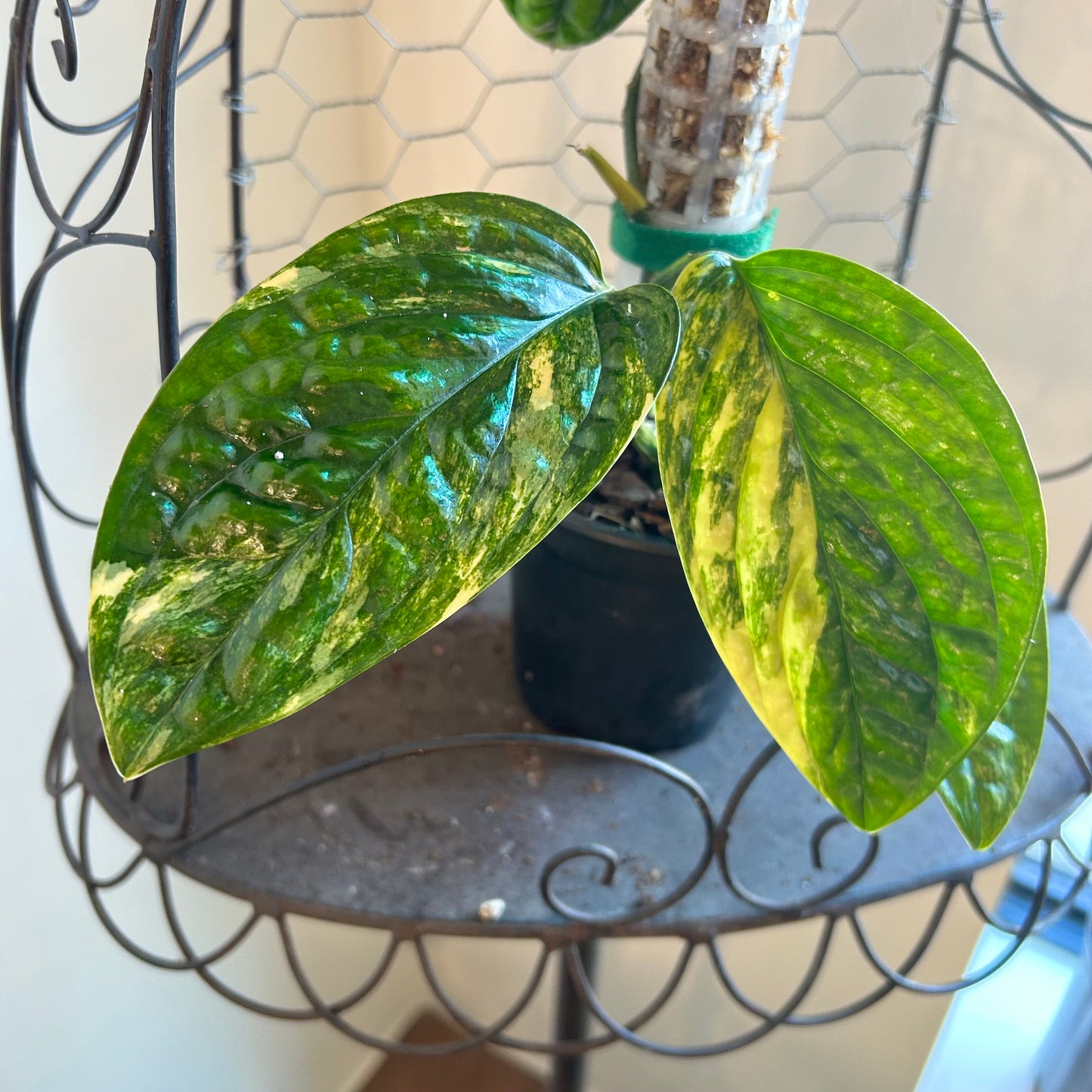 Monstera Peru Variegated (Monstera karstenianum variegata) - Exact Plant A
