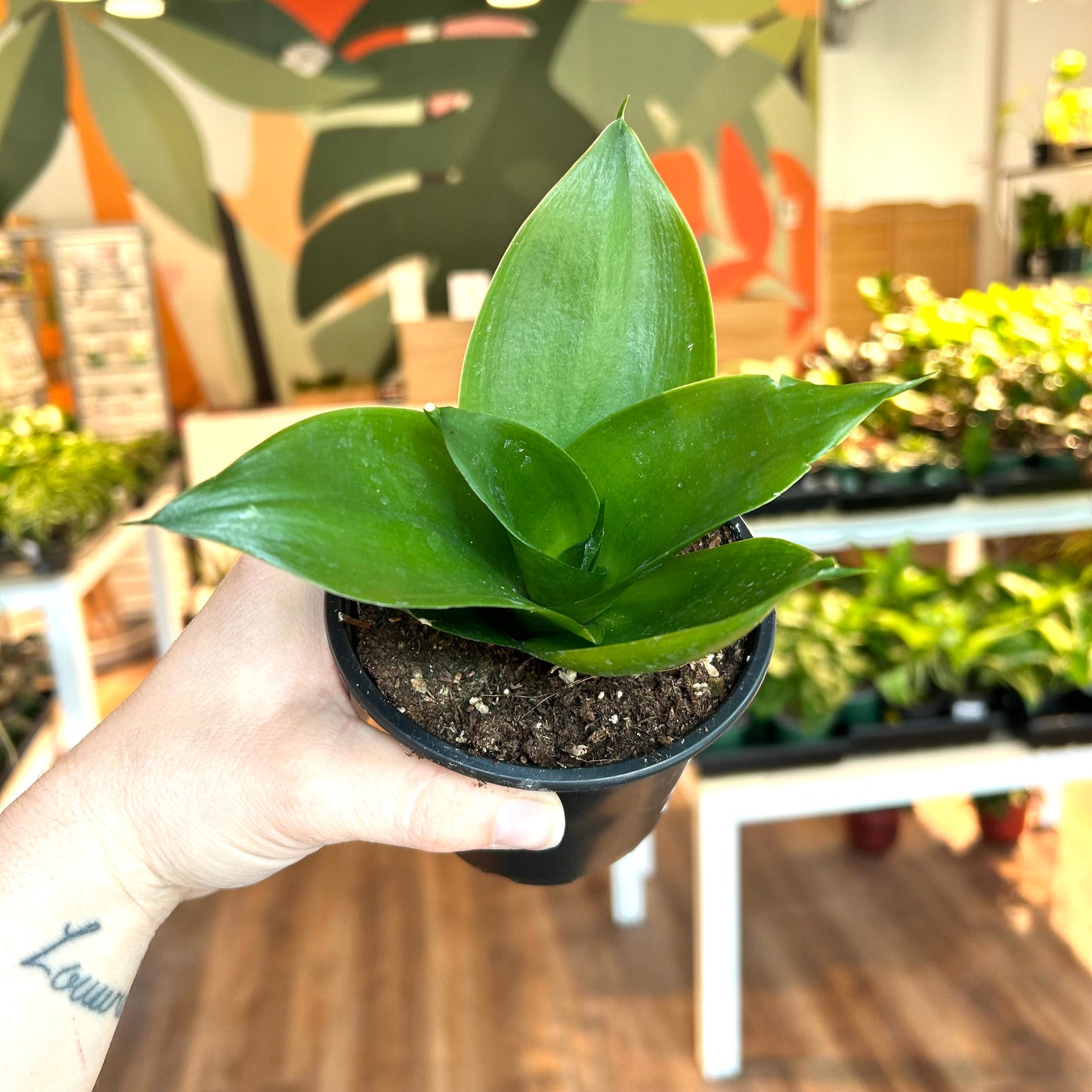 Sansevieria Hahnii "Jade” (Bird's Nest Snake Plant)