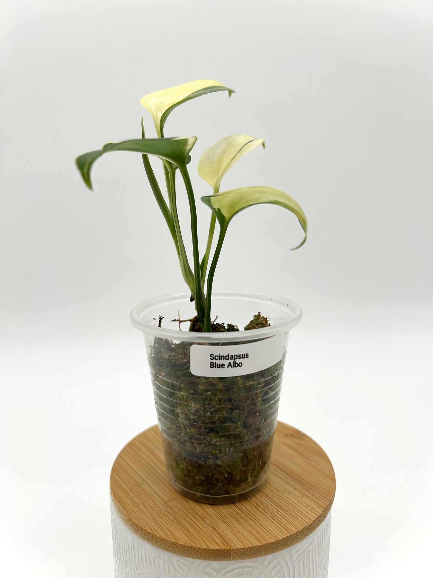 Scindapsus 'Blue Albo' - Exact Plant