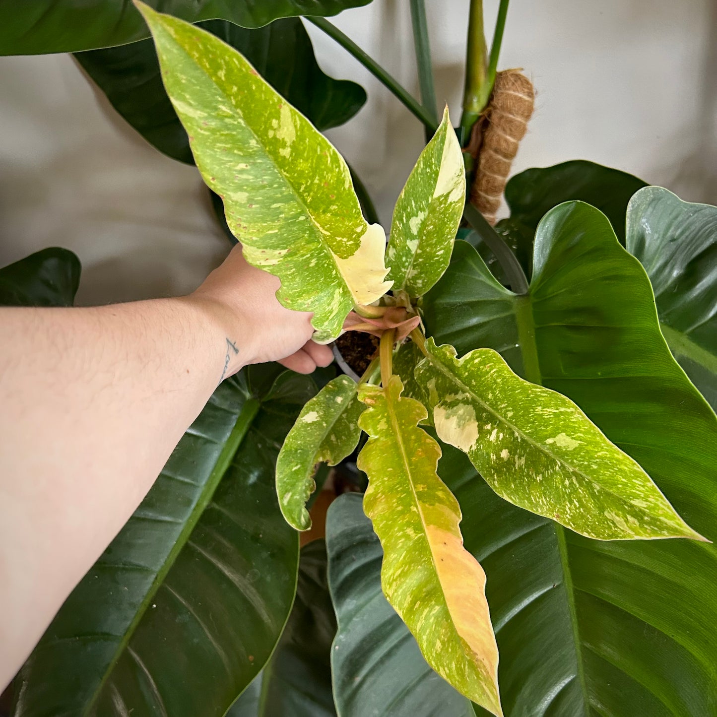 Philodendron "Ring of Fire"