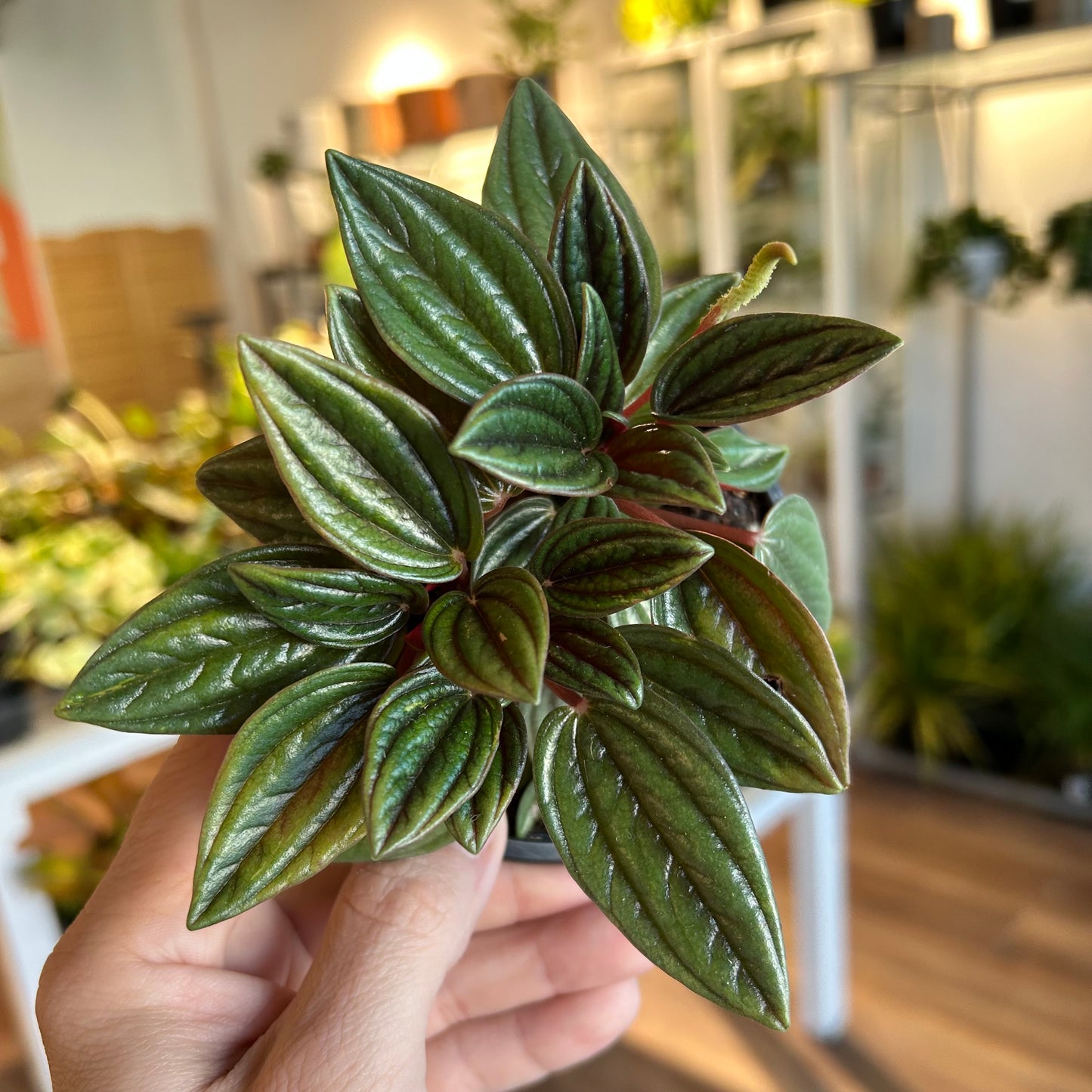 Peperomia 'Rosso' (Pereromia caperata)