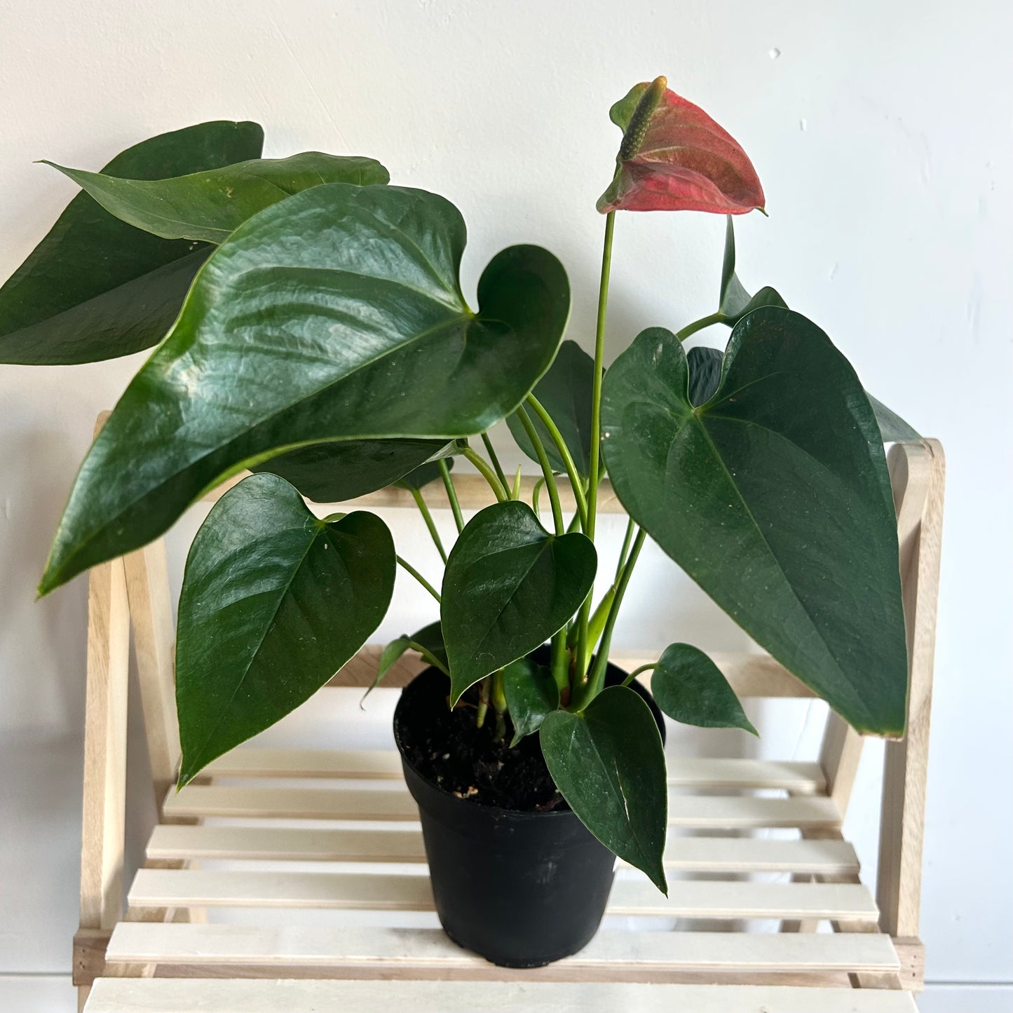Anthurium 'Laceleaf'