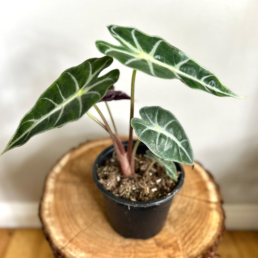 Alocasia African Mask (Dwarf Amazonica)