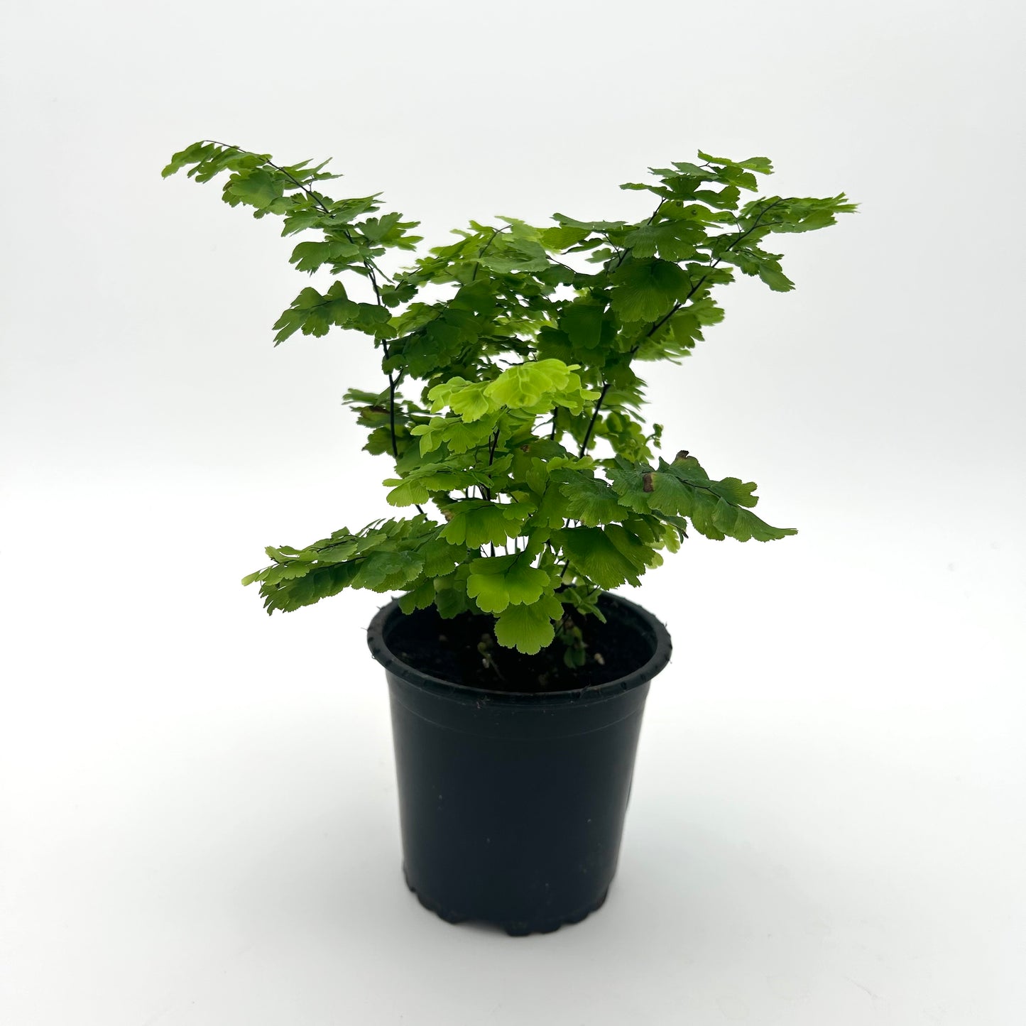 Adiantum raddianum - Maidenhair Fern