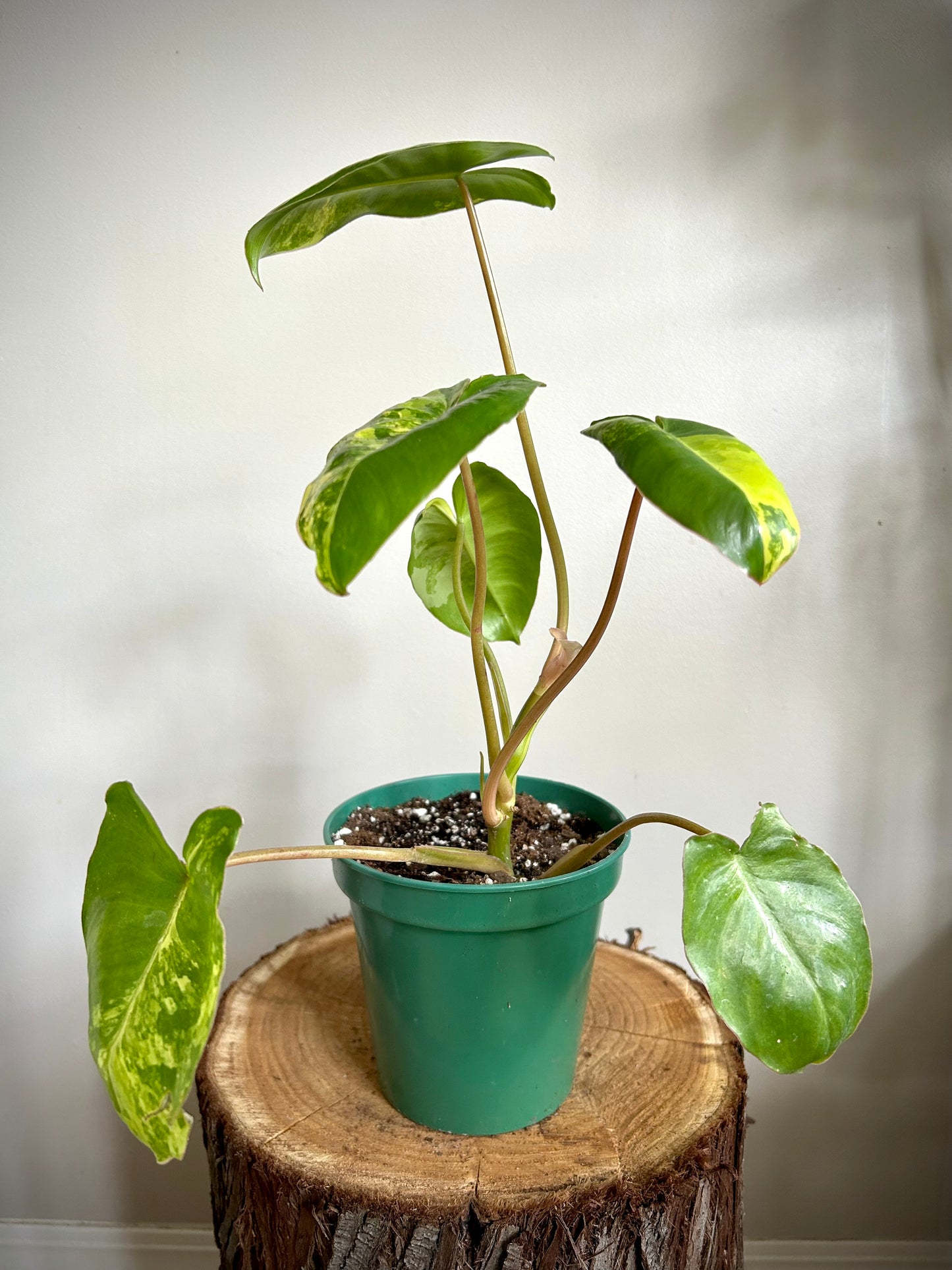 Philodendron Burle Marx Variegata