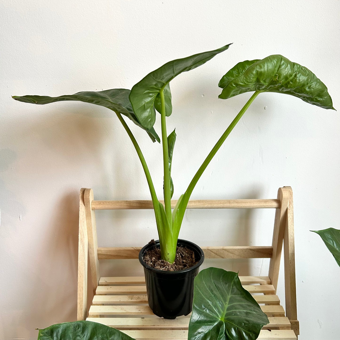 Alocasia Macrorrhiza