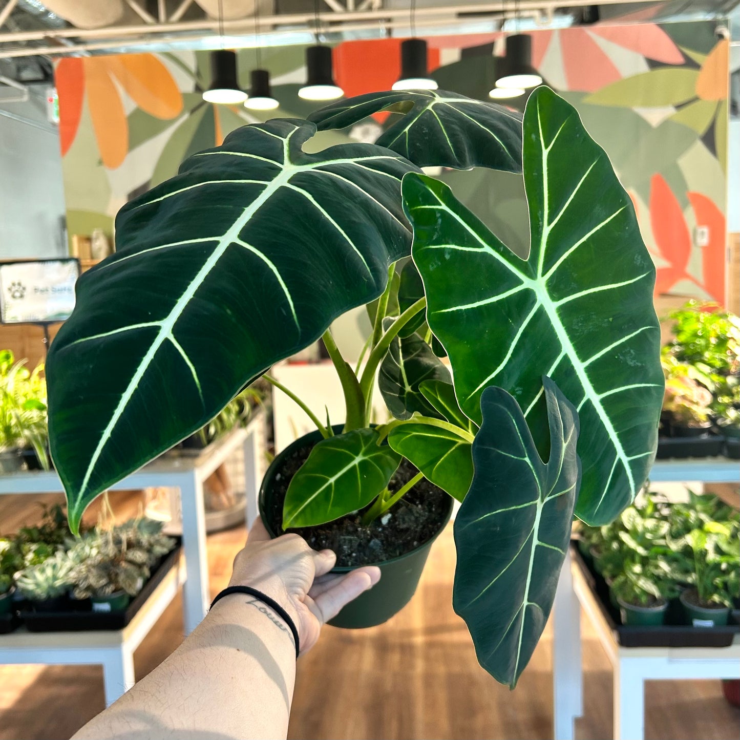Alocasia Frydek