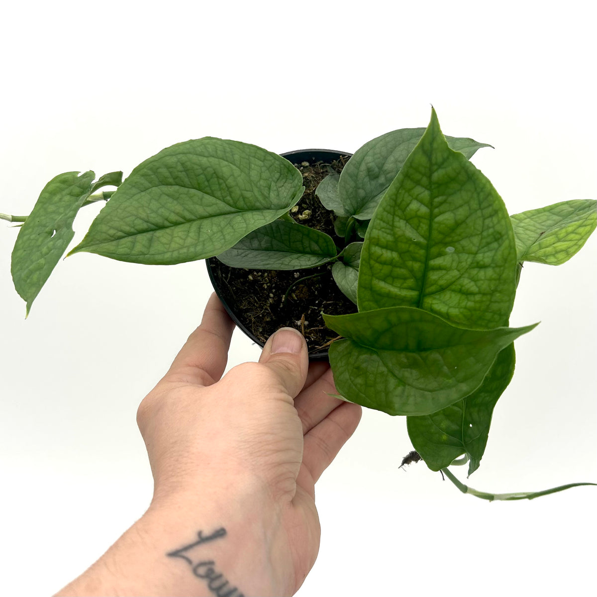 Amydrium medium ‘Green’ (Monstera Spider-Man)