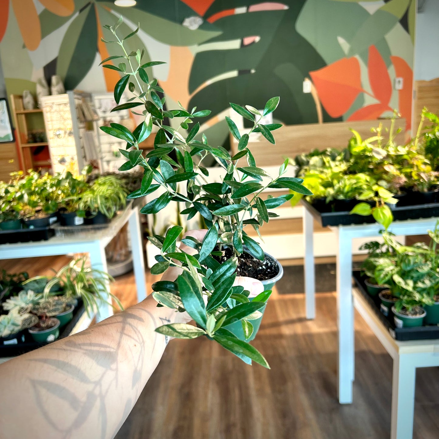 Olive Tree