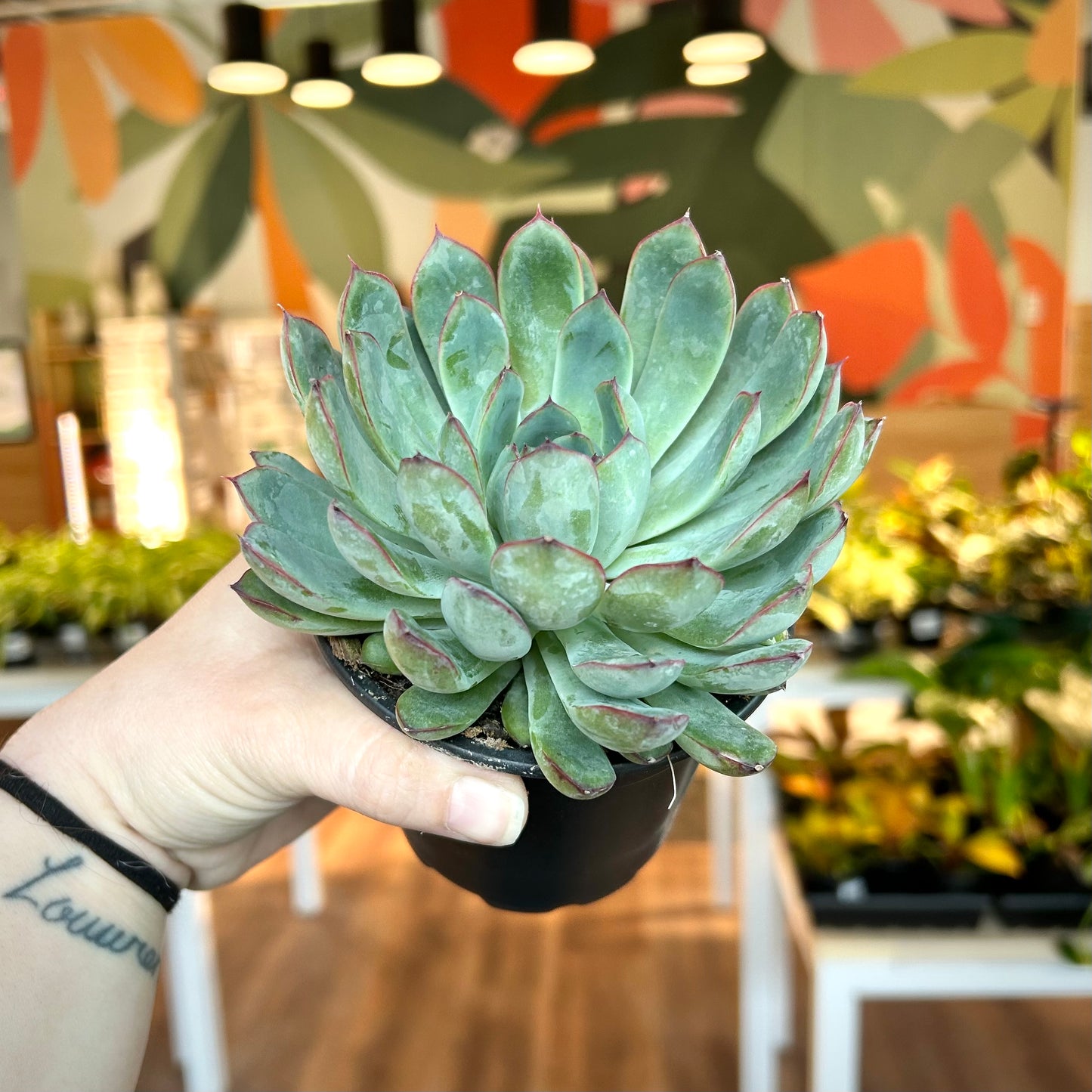 Echeveria pulidonis