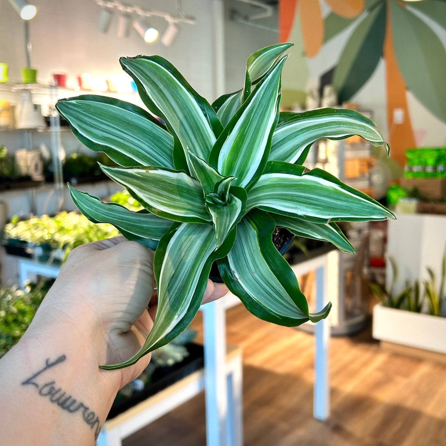 Dracaena Warneckii - Jade Jewel