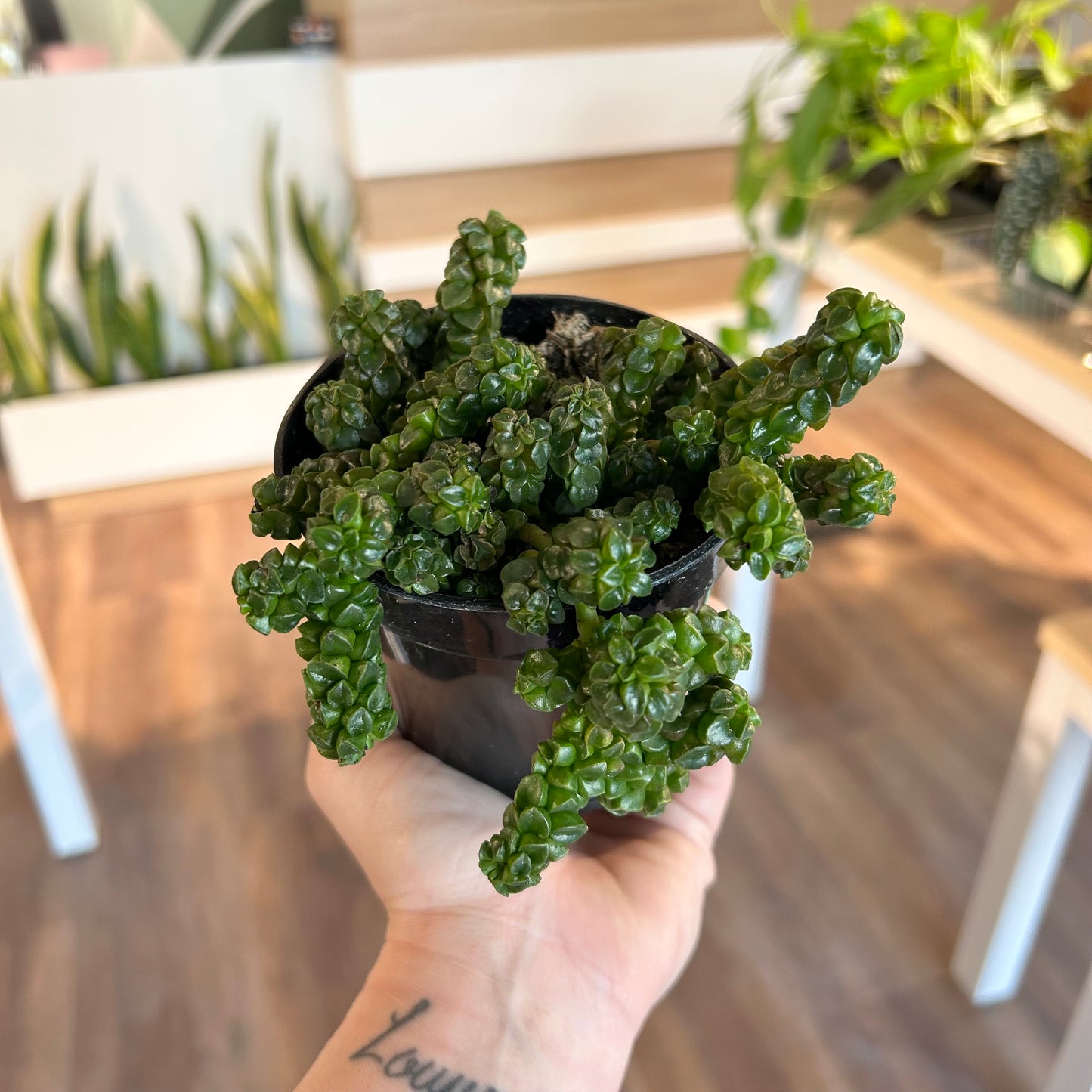 Peperomia Columella