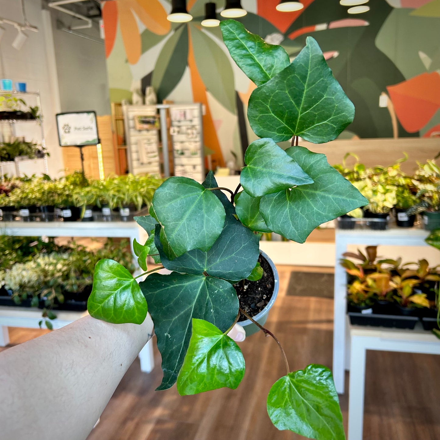 Hedera canariensis (Algerian Ivy)