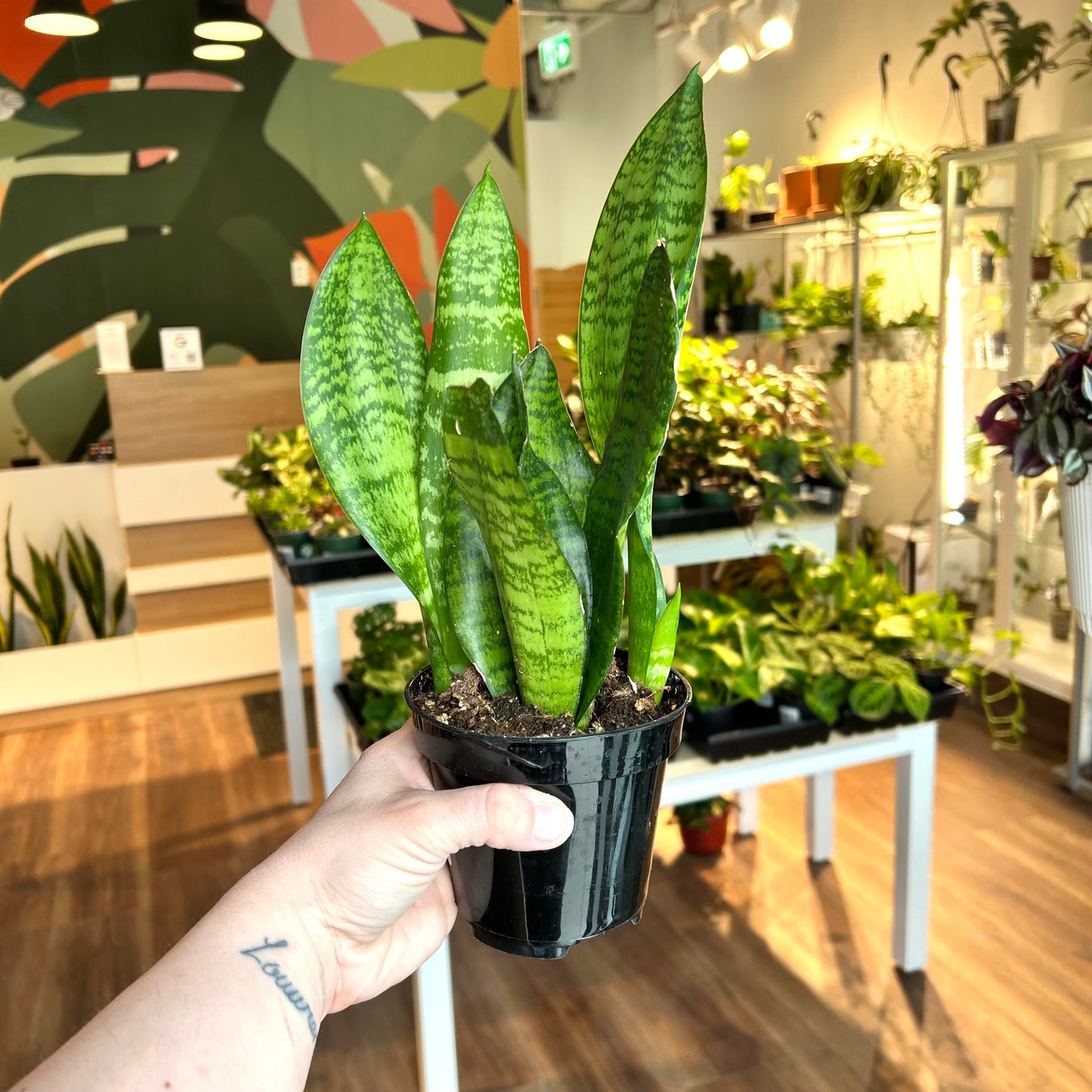 Sansevieria Trifasciata (Green Snake Plant)