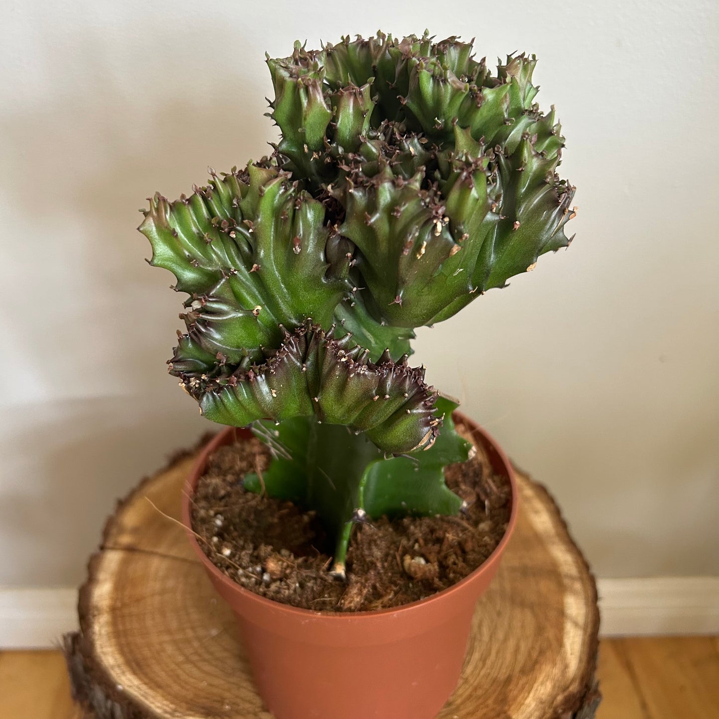 Euphorbia lactea 'Cristata' (green, grafted)