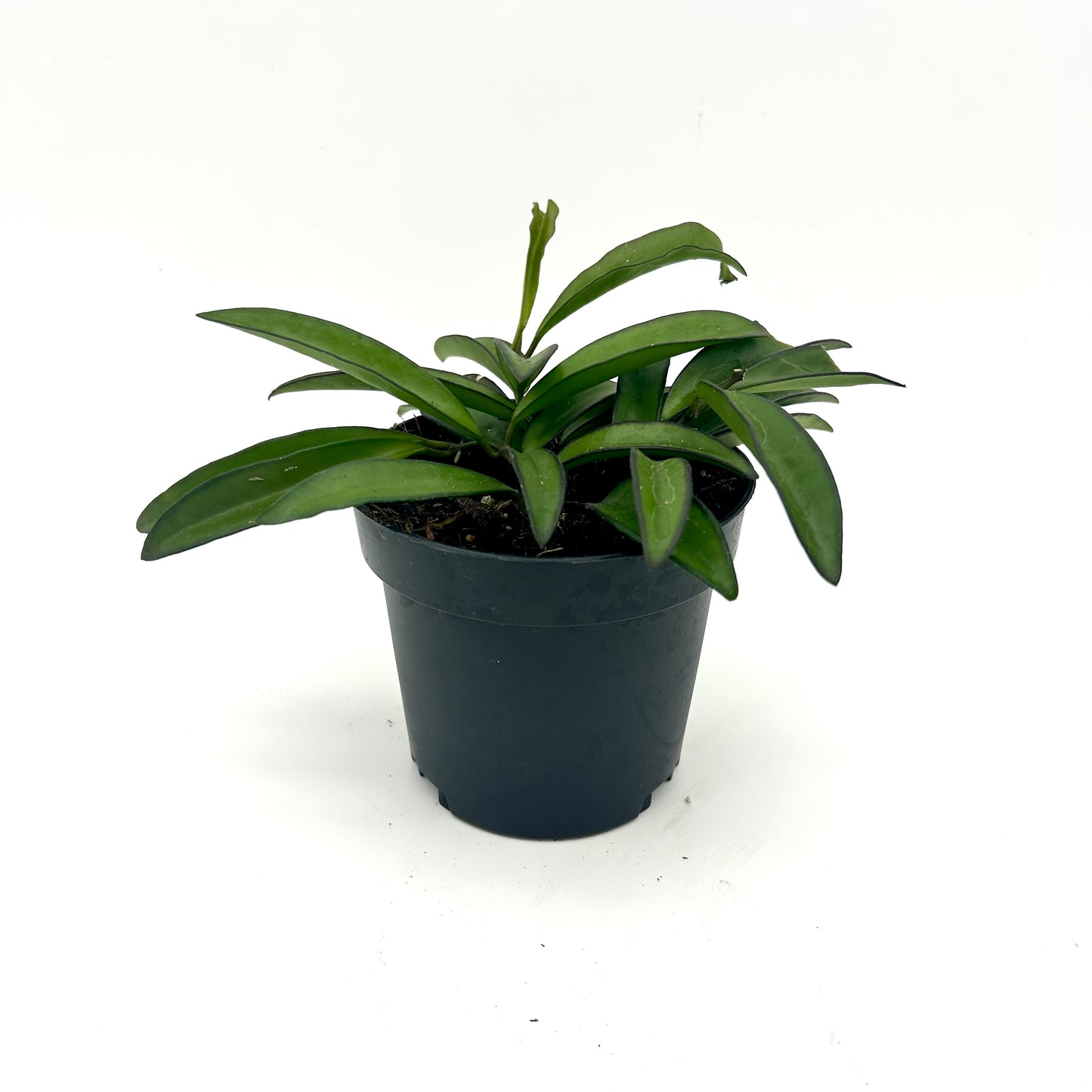 Hoya Wayetii