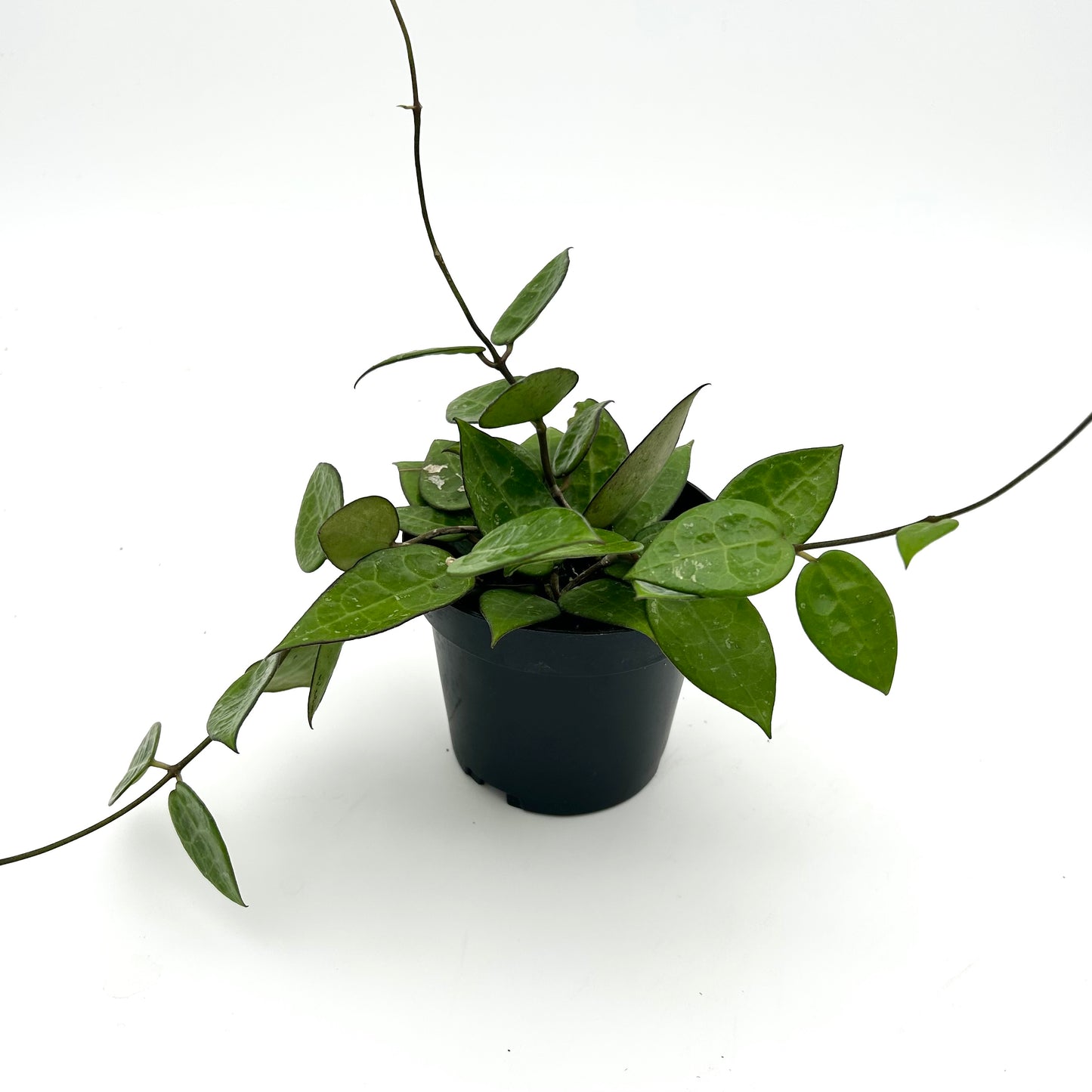 Hoya parasitica ‘Black Margin’