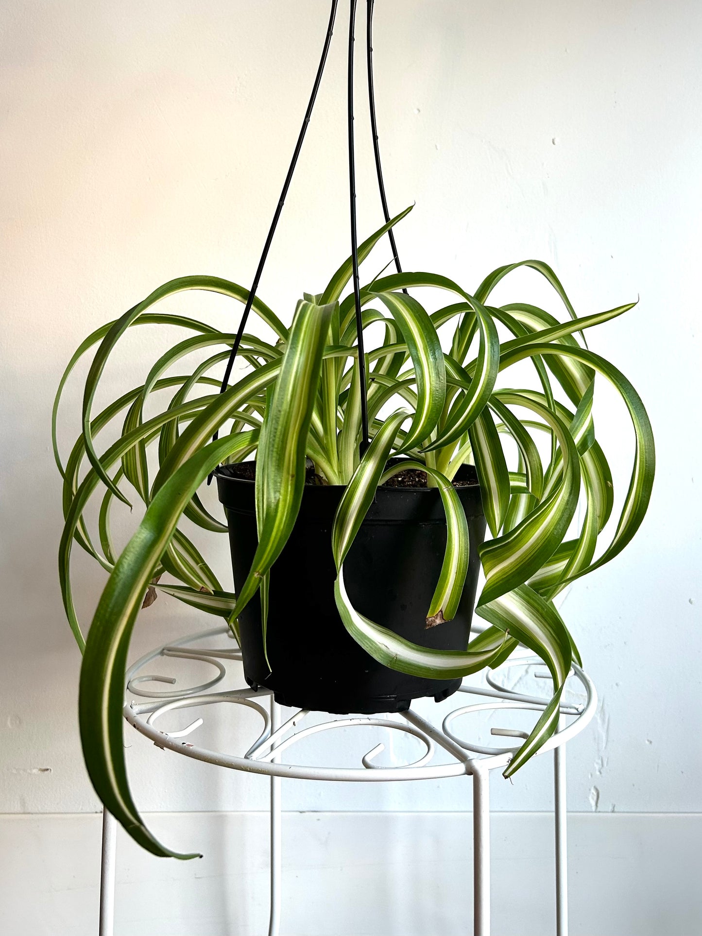 Curly Spider Plant