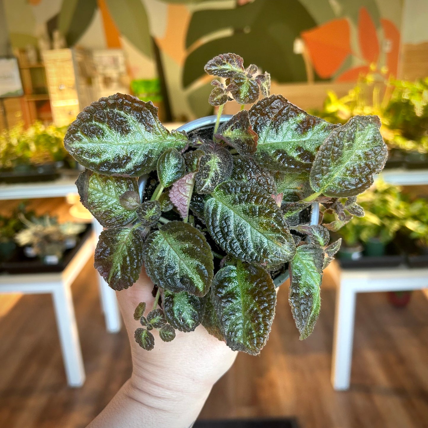 Episcia Cupreata (Flame Violet)