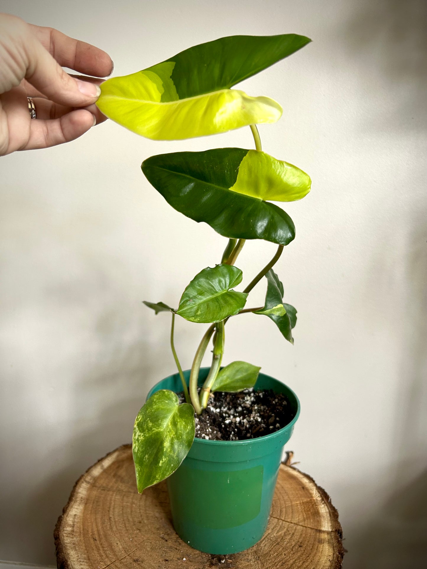 Philodendron Burle Marx Variegata