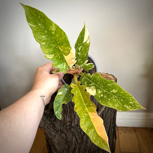 Philodendron "Ring of Fire"