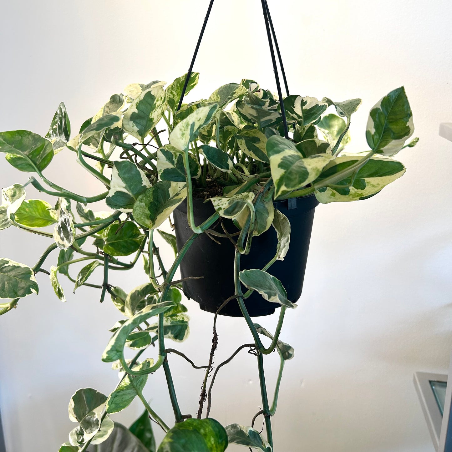 Pothos N' Joy