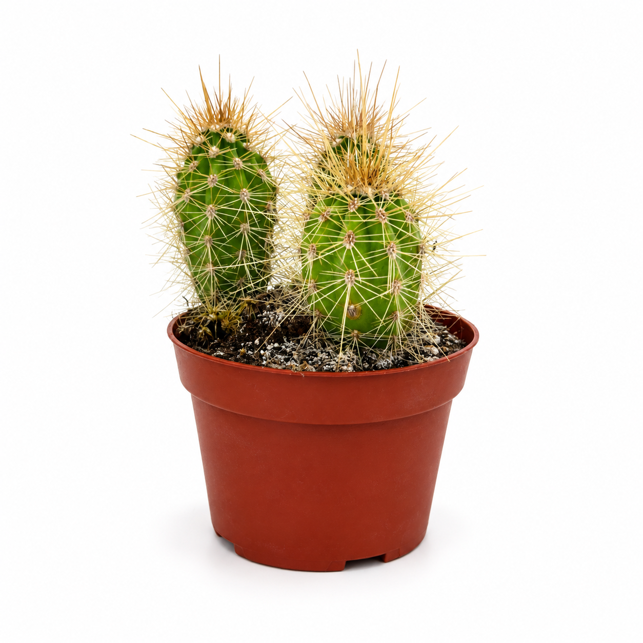 Giant Cardon Cactus (Pachycereus pringlei)