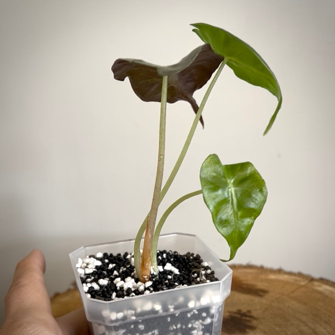 Alocasia Venom