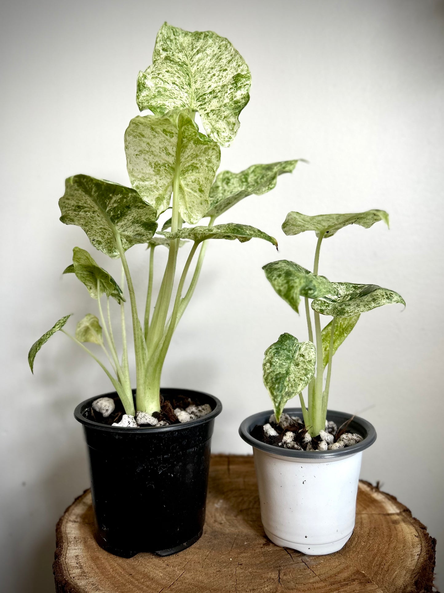 Alocasia Odora Batik Variegata