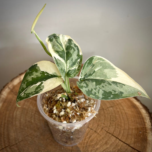 Scindapsus 'Mayari' - Exact Plant