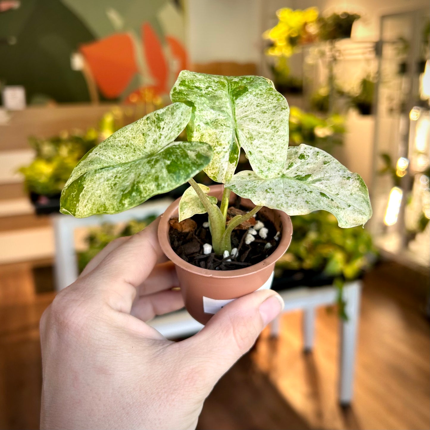 Alocasia Macrorrhiza Splash - Corm Grown