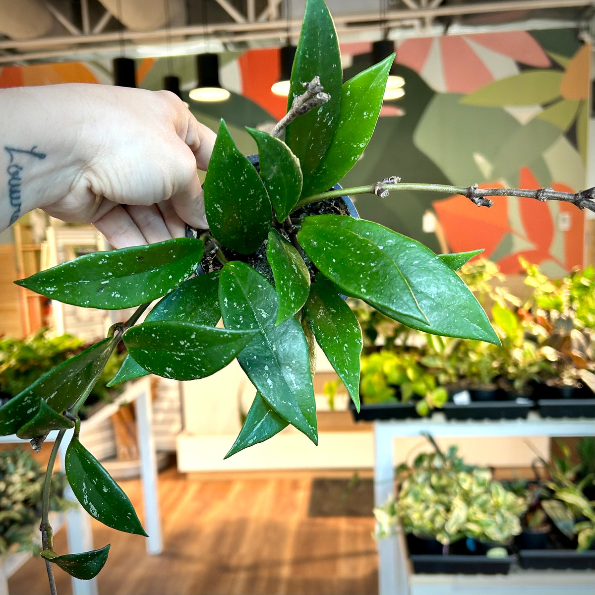 Hoya Pubicalyx