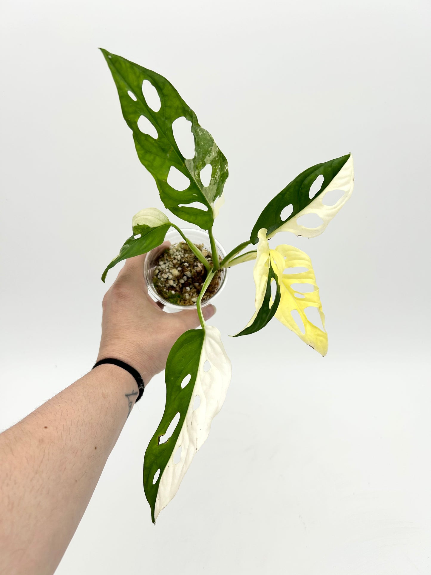 Monstera Adansonii Albo - Exact Plant