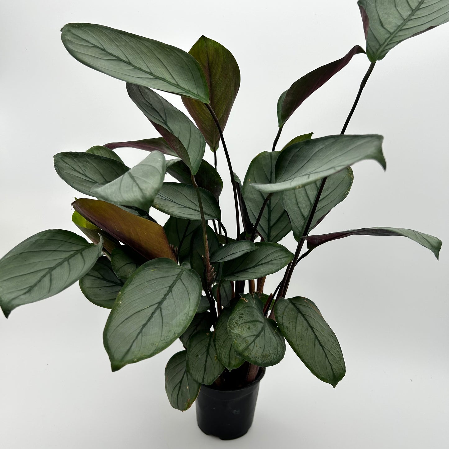 Ctenanthe setosa ‘Gray Star’