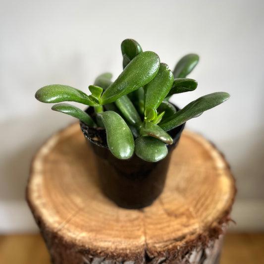 Crassula Ovata / Jade