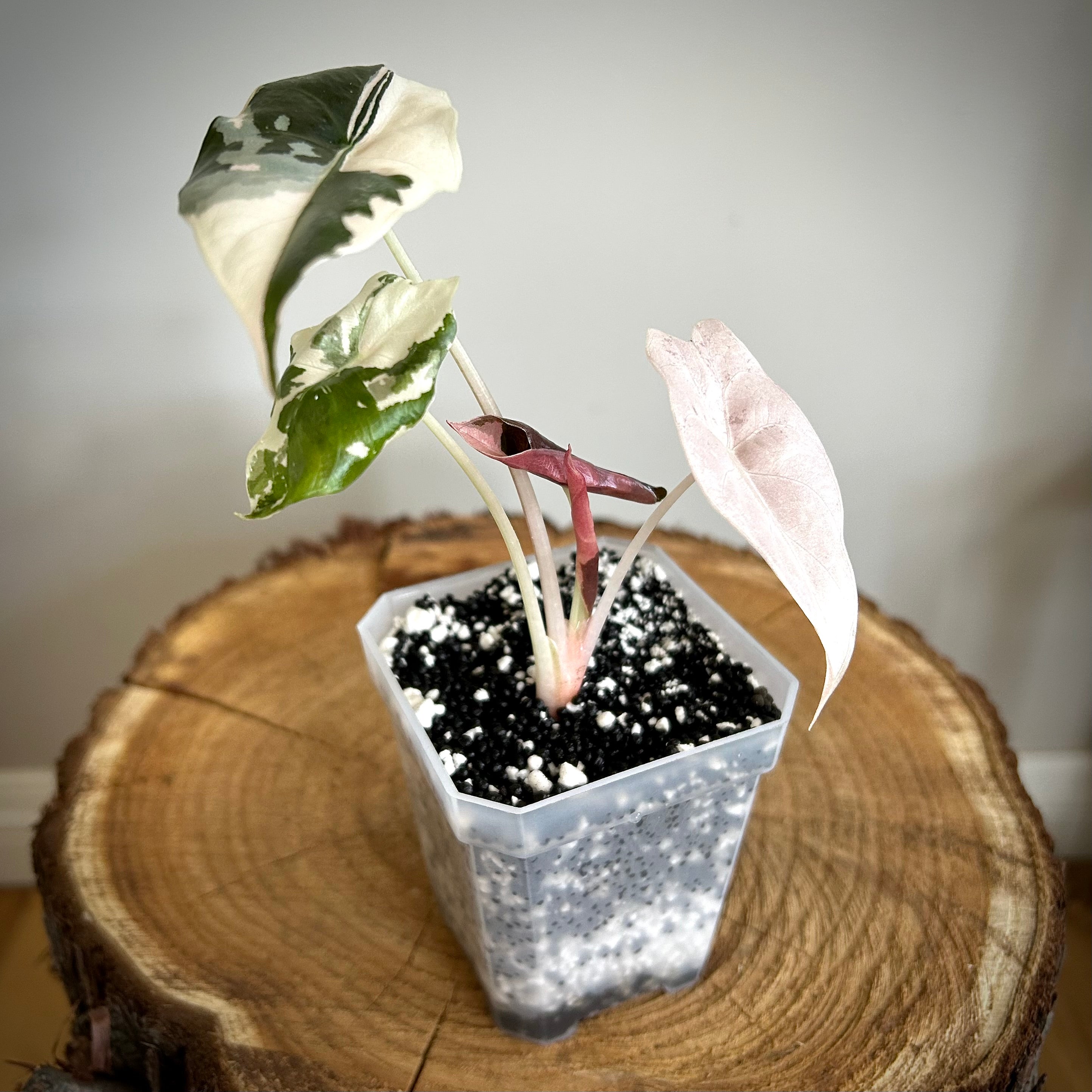 Alocasia Chantrieri 'Pink' – Urban Ivy Houseplants