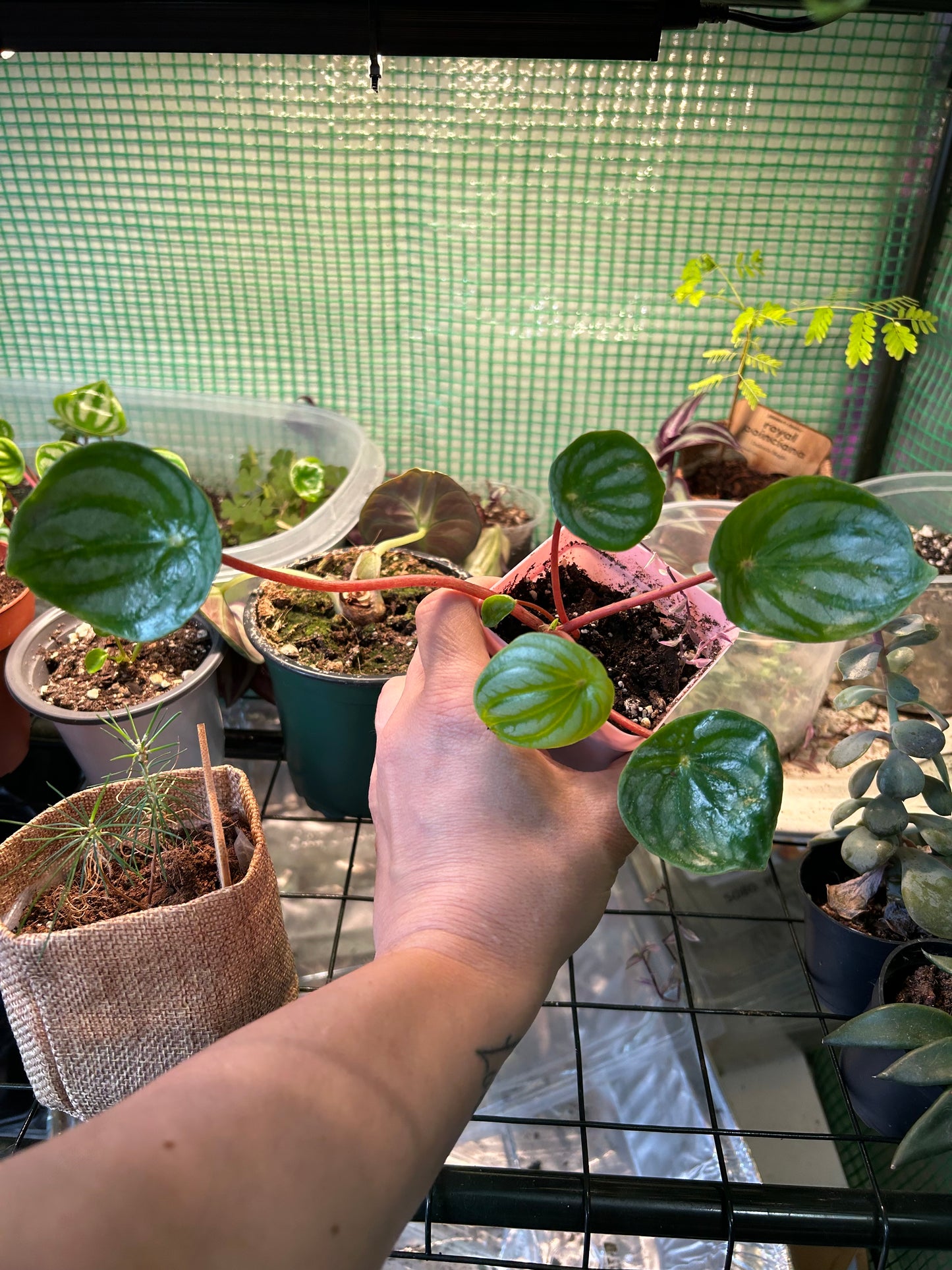 Watermelon Peperomia (Peperomia Argyeia)