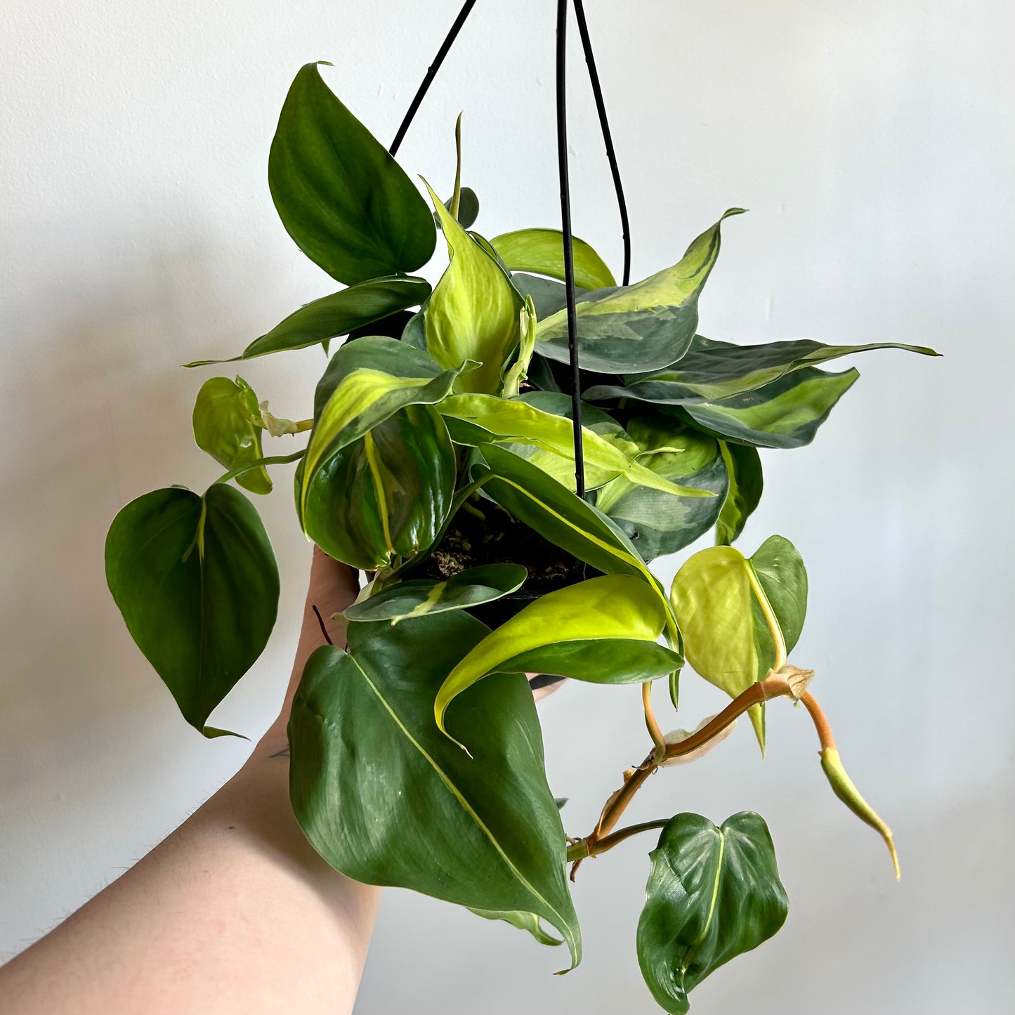 Philodendron 'Lemon Stripe'