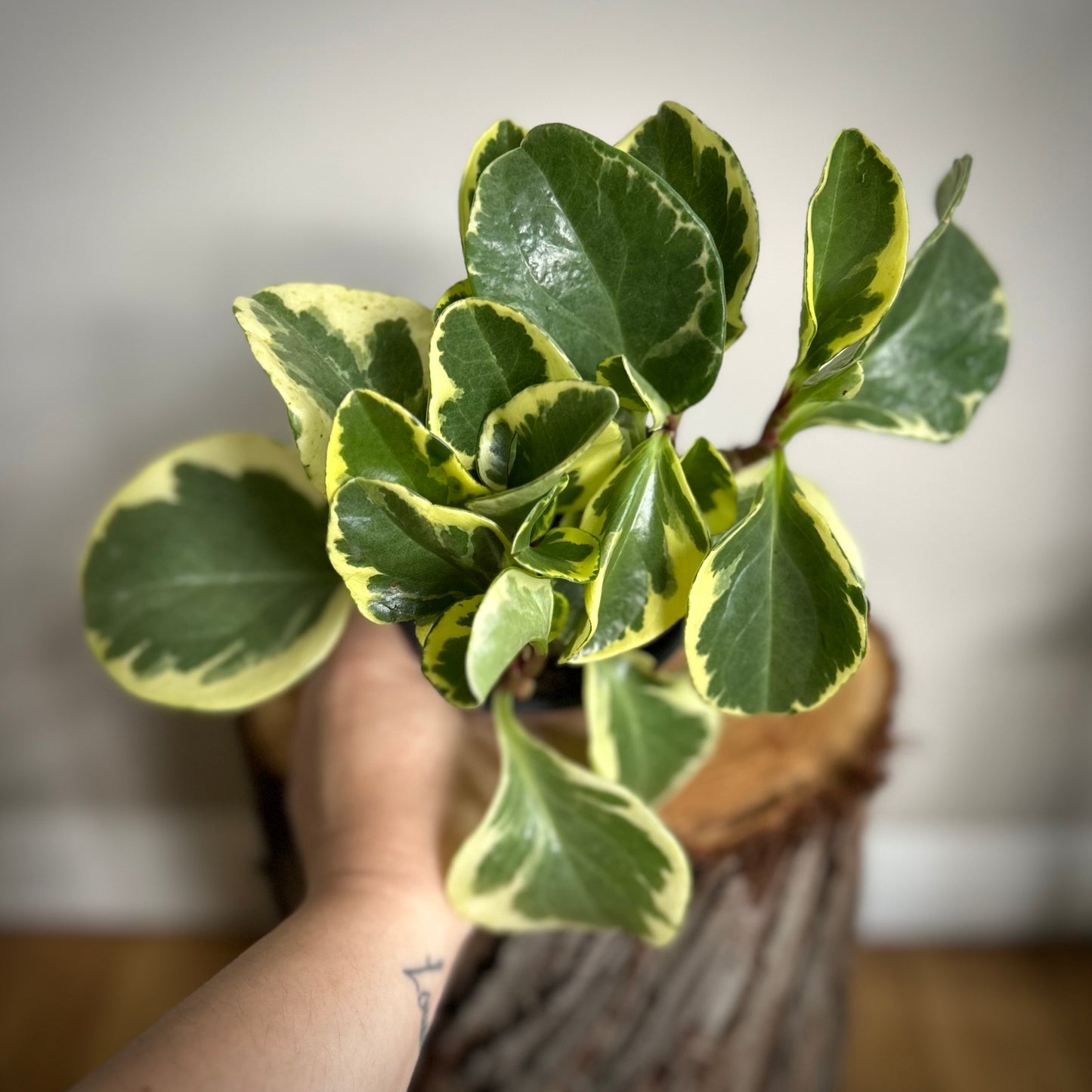 Variegated Peperomia Obtusifolia