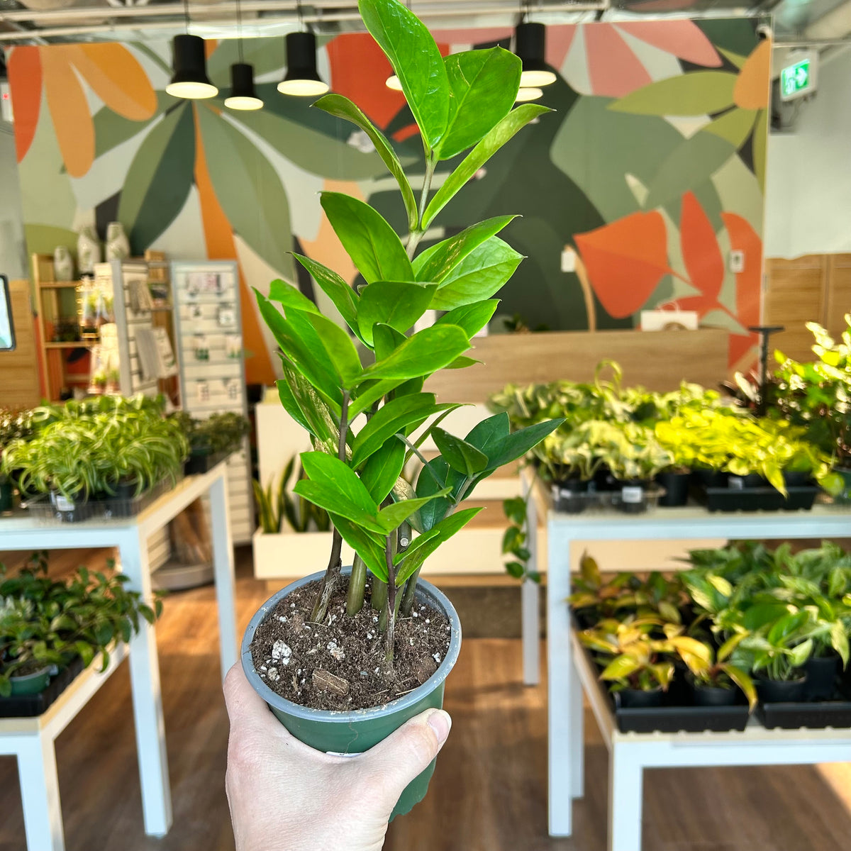 Zamioculcas Zamiifolia (ZZ Plant)