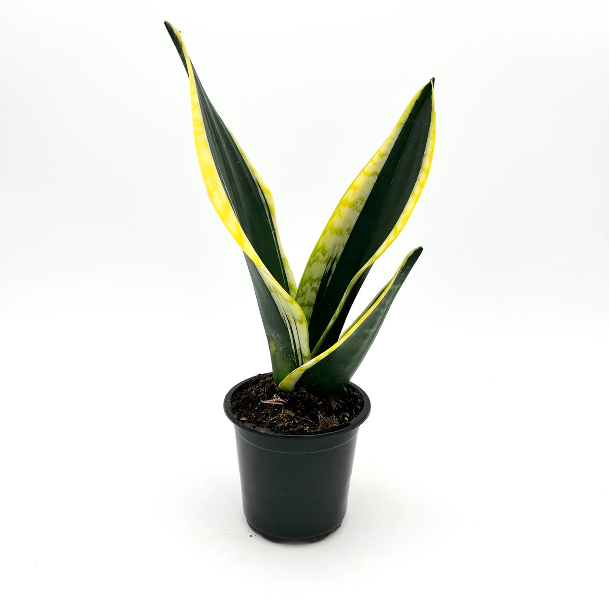Sansevieria 'Black Gold’