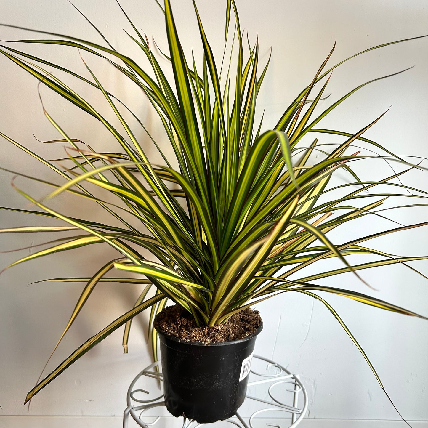Dracaena Marginata 'Kiwi'
