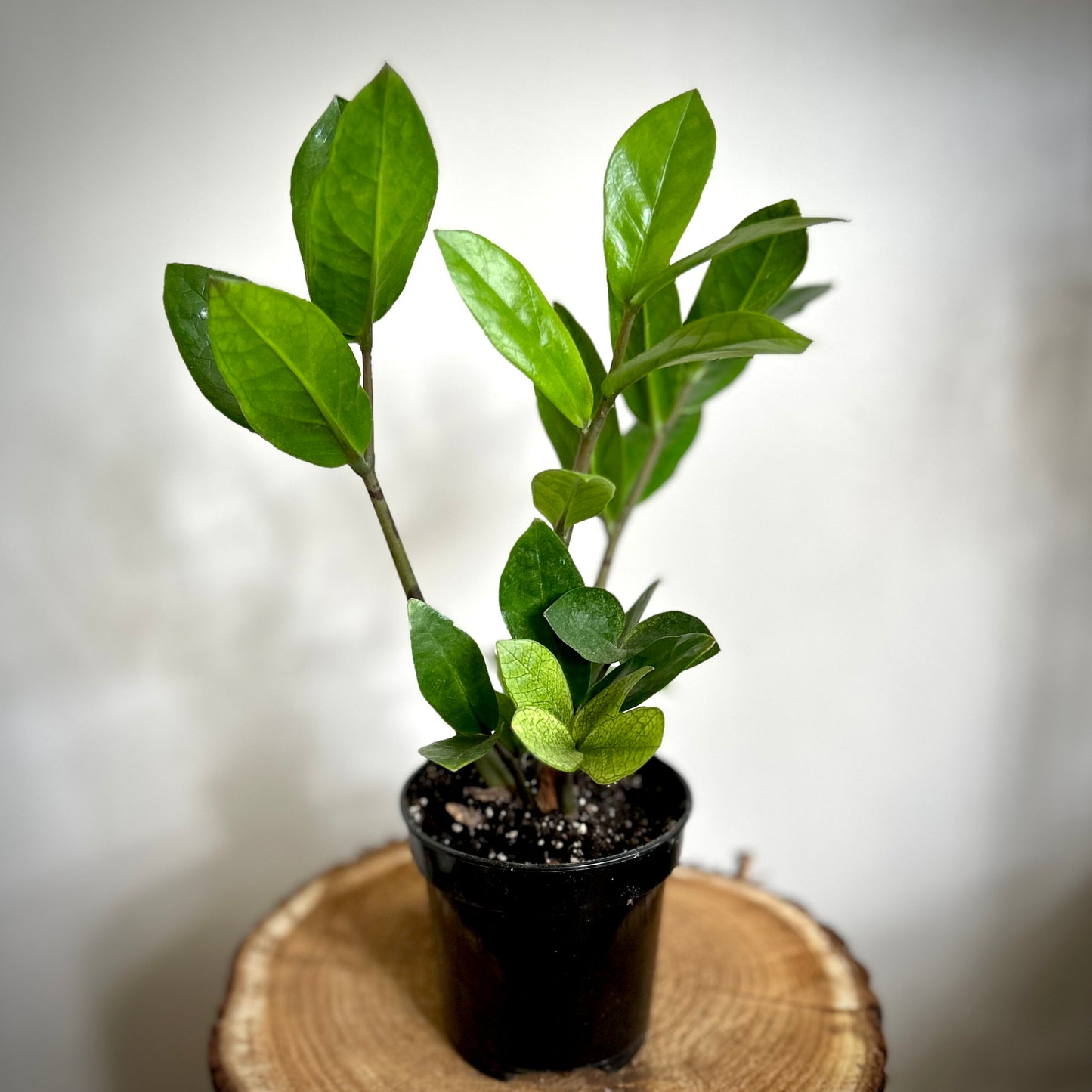 ZZ Chameleon (Zamioculcas Zamiifolia)