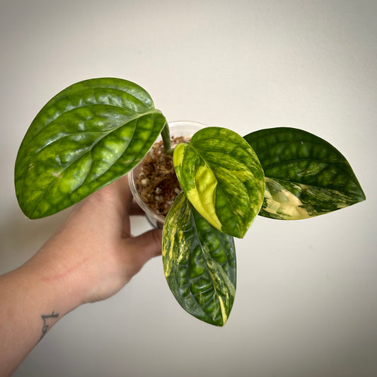 Monstera Peru Variegated (Monstera karstenianum variegata) - Exact Plant A