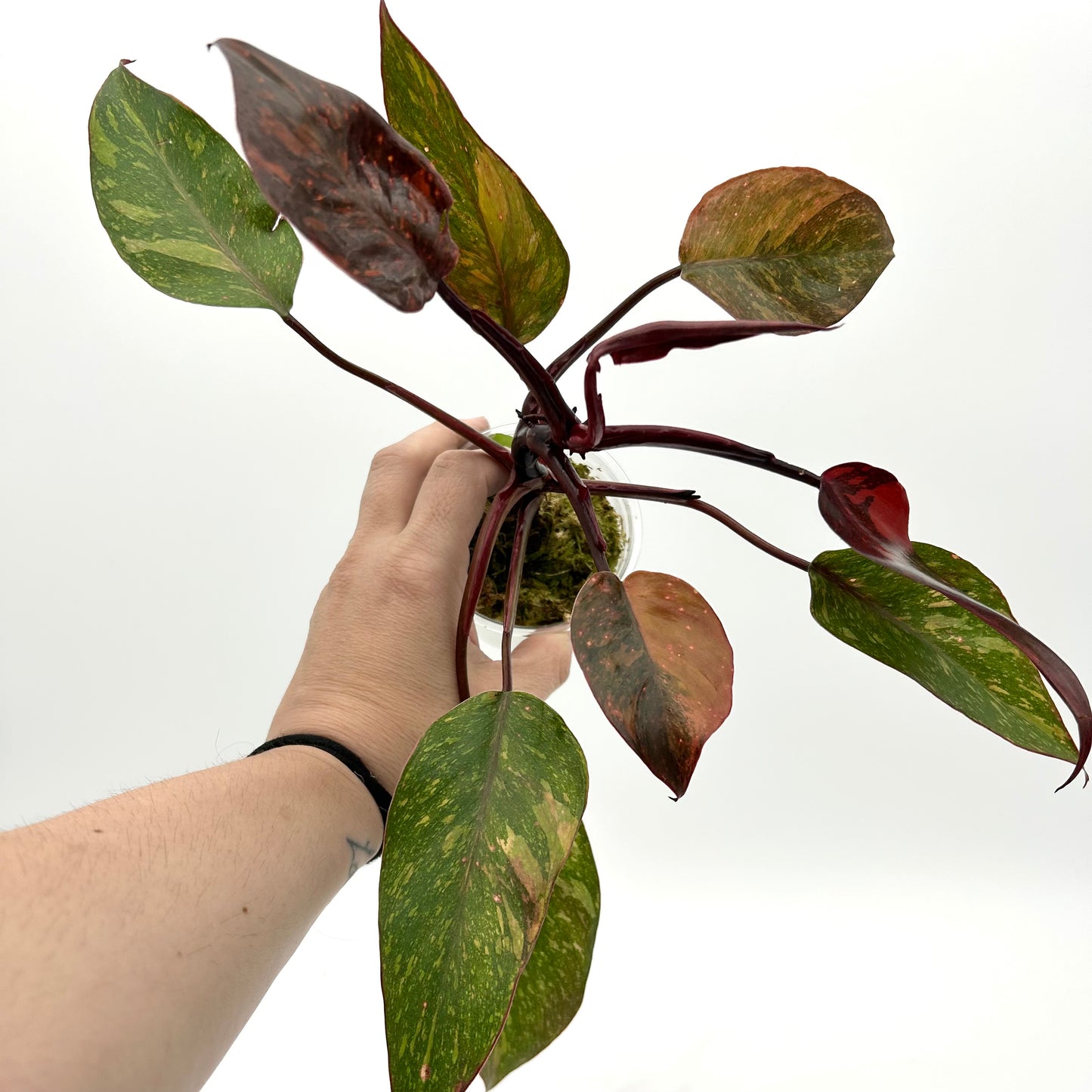 Philodendron "Orange Princess Galaxy” - Exact Plant