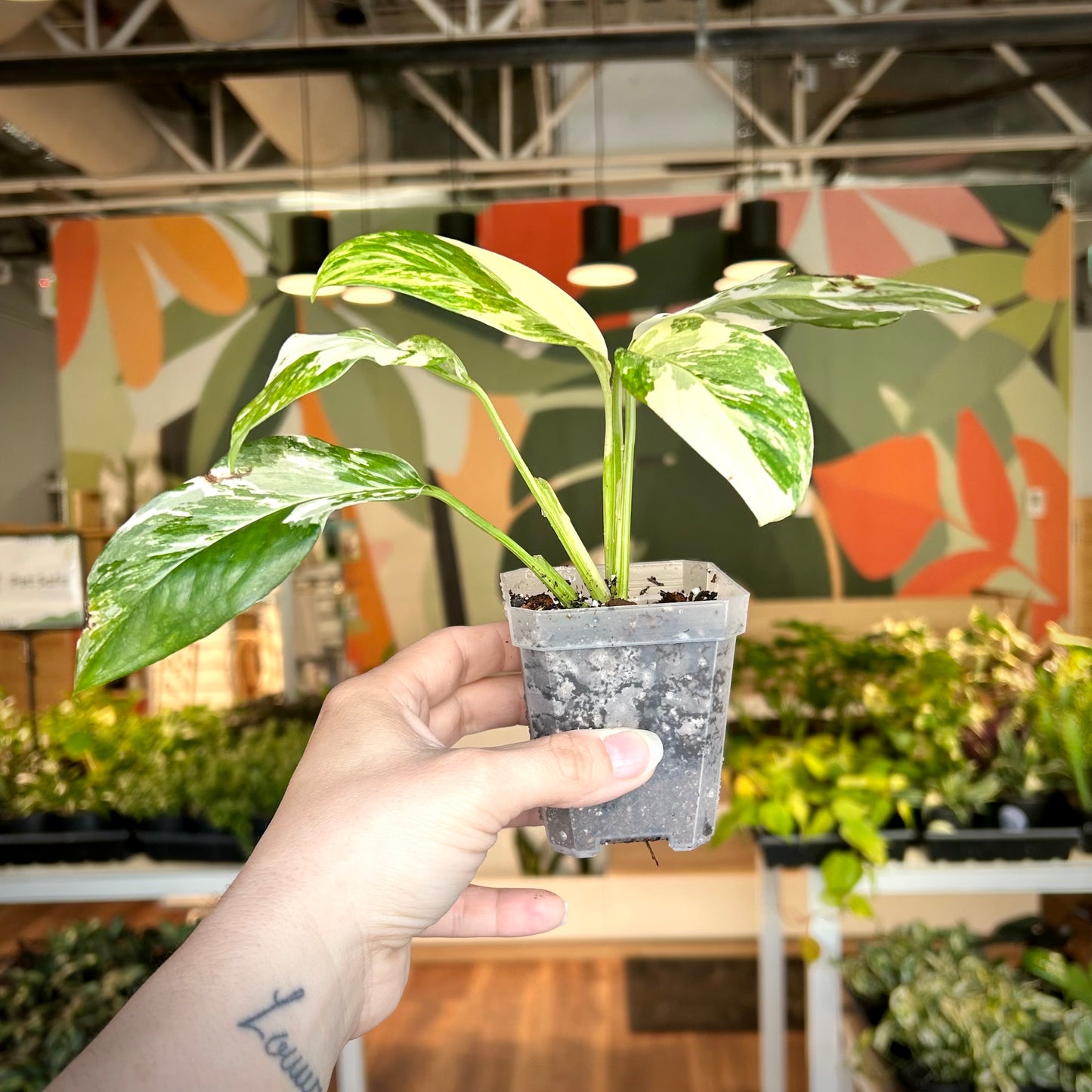 Monstera Lechleriana Albo - Exact Plant