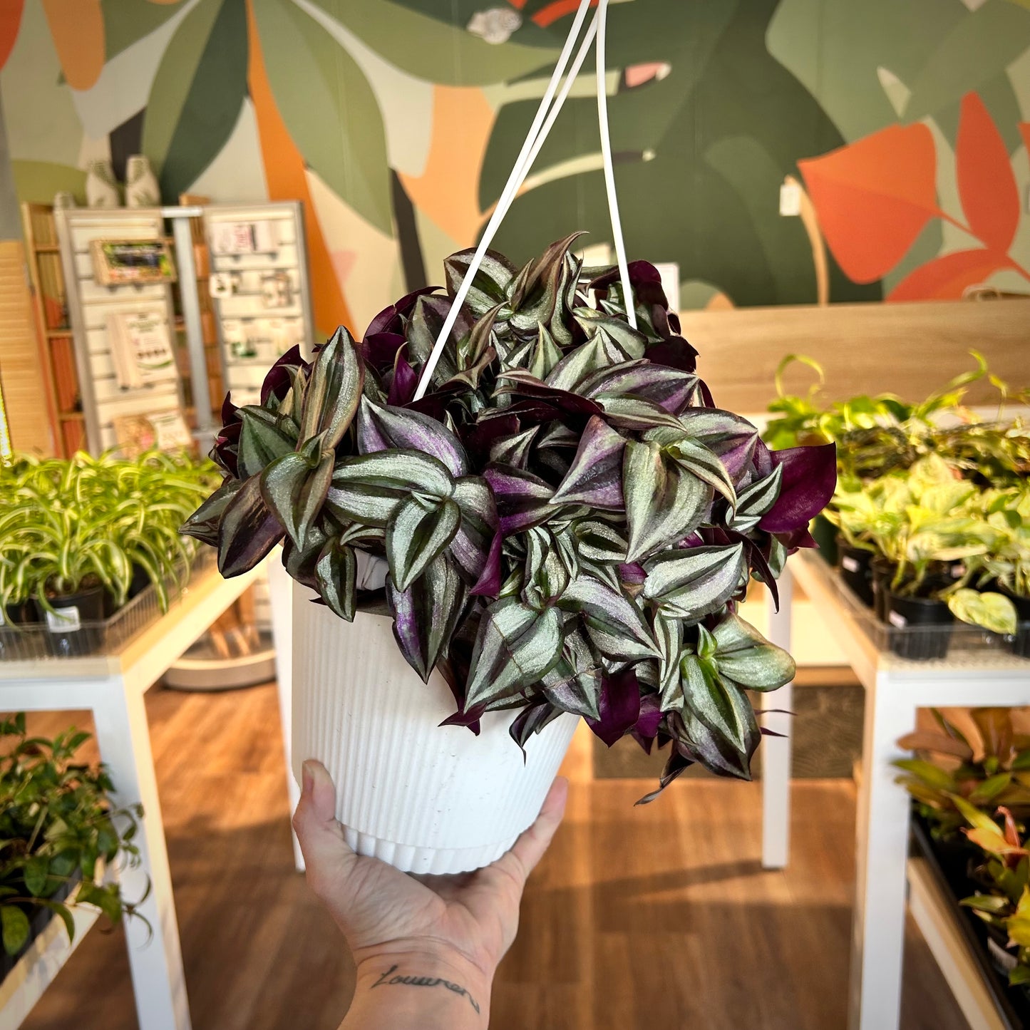 Tradescantia Zebrina / Purple Inch Plant