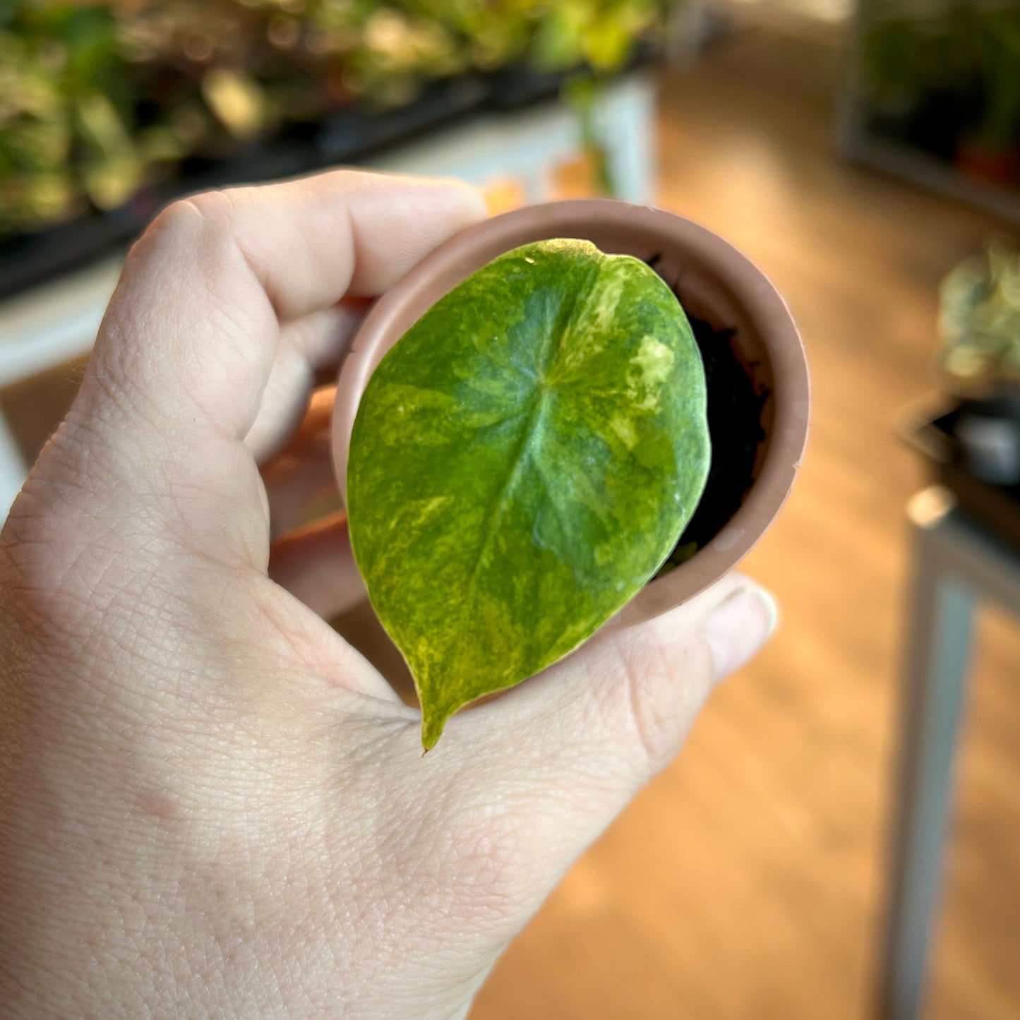 Alocasia Yucatan Aurea - Corm grown, exact plant